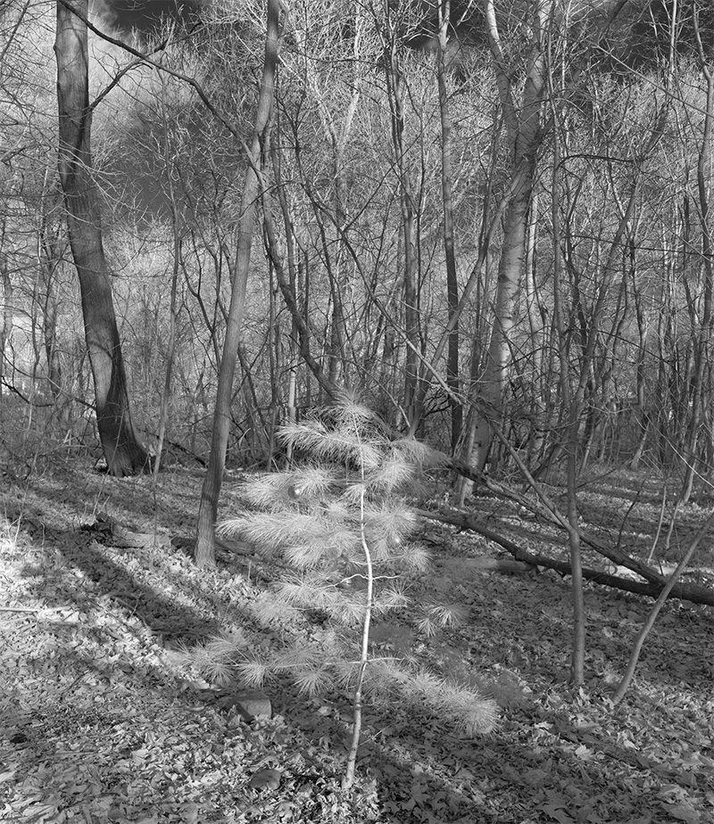 Vertical Infrared Panoramic Photograph of Bare Winter Forest with Baby Pine, Decorated for Christmas.